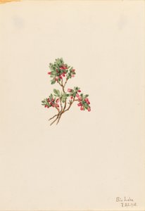 Arándano rojo bajo (Vaccinium caespitosum) de Mary Vaux Walcott