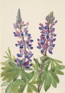 Lupino Lupinus fornosus, 1935 de Mary Vaux Walcott