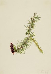 Alerce de Lyall, 1913 de Mary Vaux Walcott