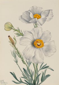 Amapola Matilija Romneya coulteri, 1931 de Mary Vaux Walcott