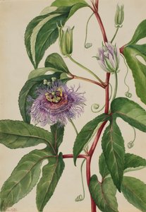 Maypop Passiflora incarnata