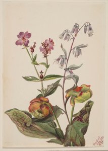 Bella de los prados (Rhexia virginica), Roat de cascabel (Nabalus albus), Sarracenia purpurea (Sarracenia purpurea) de Mary Vaux Walcott