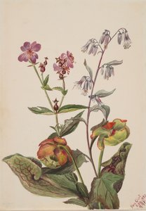 Belleza del prado Rhexia virginica, Rattlesnake Roat Nabalus albus, Pitcherplant..., 1880 de Mary Vaux Walcott