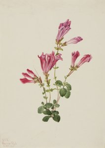 Pentstemon de Menzies Pentstemon menziesii, 1925 de Mary Vaux Walcott