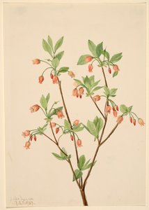 Menziesea Menziesea glabella, 1907 de Mary Vaux Walcott