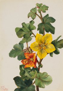 Fremontia mexicana, 1926 de Mary Vaux Walcott