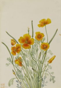 Amapola mexicana (Eschscholtzia mexicana) de Mary Vaux Walcott