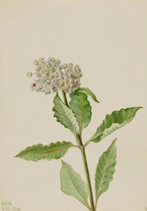 Algodoncillo Ascelpias, 1924