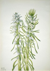 Vela de minero (Oreocarya virgata) de Mary Vaux Walcott