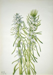 Oreocarya virgata, 1937 de Mary Vaux Walcott