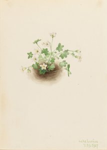 Romanzoffia sitchensis (Romanzoffia sitchensis)