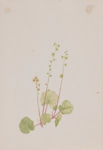 Mitella desnuda de Mary Vaux Walcott