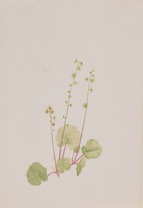 Mitella nuda, ca. 1900-1920