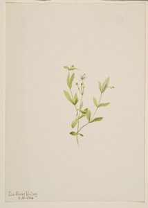 Moehringia laberiflora de Mary Vaux Walcott