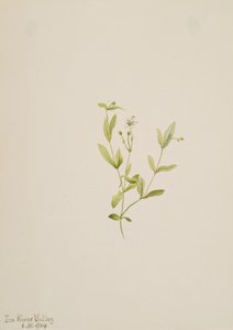 Moehringia laberiflora de Mary Vaux Walcott