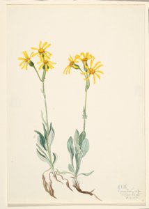 Parnasia de Montana (Parnassia montanesis)
