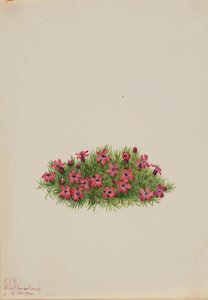 Campión de musgo (Silene acaulis) de Mary Vaux Walcott