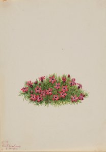 Moss Campion Silene acaulis, 1924 de Mary Vaux Walcott