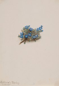Nomeolvides de musgo (Eritichum elongatum) de Mary Vaux Walcott