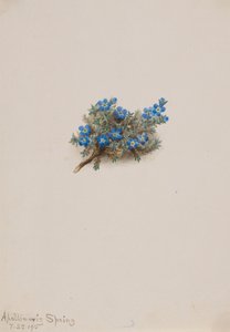 Nomeolvides de musgo Eritichum elongatum de Mary Vaux Walcott