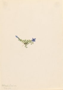 Genciana de musgo (Gentiana prostrata) de Mary Vaux Walcott