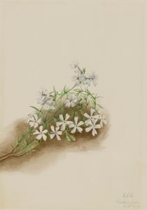 Musgo Rosa Phlox subulata de Mary Vaux Walcott