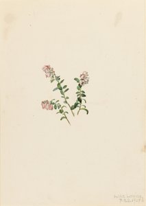 Arándano rojo de montaña (Vaccinium vitisidaea minus) de Mary Vaux Walcott