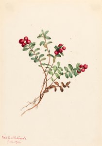 Arándano de montaña Vaccinium vitis-idaea minus