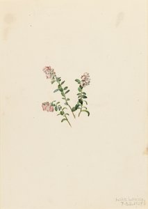 Arándano rojo Vaccinium vitisidaea minus de Mary Vaux Walcott