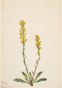 Vara de oro de montaña (Solidago oreophila) de Mary Vaux Walcott