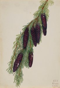 Cicuta de montaña (Tsuga mertensiana)