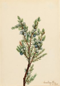 Enebro de montaña (Juniperus sibirica)