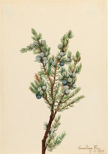 Enebro de montaña Juniperus sibirica
