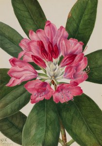Rhododendron catawbiense, 1932 de Mary Vaux Walcott