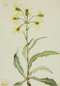 Calamón de luto (Senecio lugens) de Mary Vaux Walcott