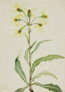 Senecio de luto Senecio lugens, 1921 de Mary Vaux Walcott