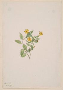 Flor del almizcle (Mimulus moschatus)