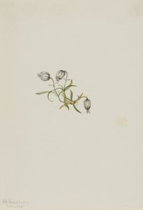 Acedera (Lychnis apetala) de Mary Vaux Walcott