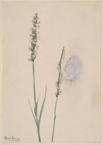 Ibidium cernum (Ibidium cernum) de Mary Vaux Walcott