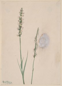 Trenzas de damas inclinadas Ibidium cernum, 1905 de Mary Vaux Walcott