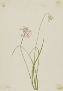 Cebolla asentida (Allium cernuum) de Mary Vaux Walcott