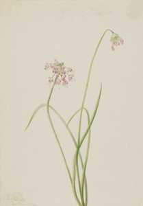Cebolla inclinada Allium cernuum, 1901