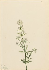 Galio boreal Galium boreale