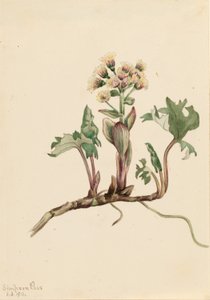 Petasites hiperbórea (Petasites hyperboreus) de Mary Vaux Walcott