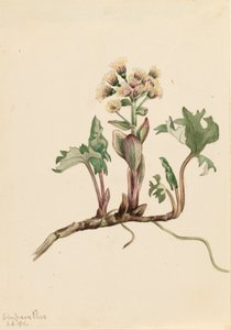 Petasites hyperboreus de Mary Vaux Walcott