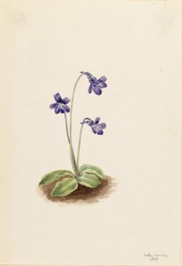 Pinguicula vulgaris (Pinguicula vulgaris) de Mary Vaux Walcott