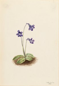 Pinguicula vulgaris, 1903 de Mary Vaux Walcott