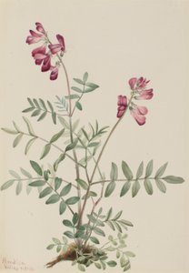 Hedysarum boreal (Hedysarum boreale)