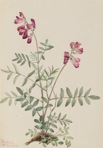 Hedysarum boreal del norte, 1916 de Mary Vaux Walcott