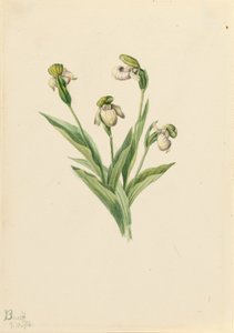Zapatito de dama septentrional (Cypripedium passerinum) de Mary Vaux Walcott